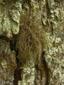 Image of horsehair lichen