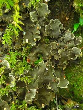 Image of felt lichen