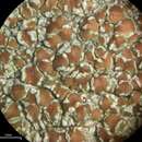 Image of Beaded rim-lichen;   Rim lichen