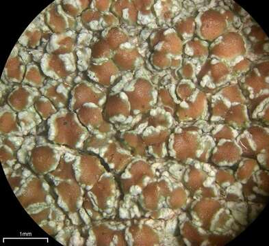 Imagem de Lecanora cinereofusca H. Magn.