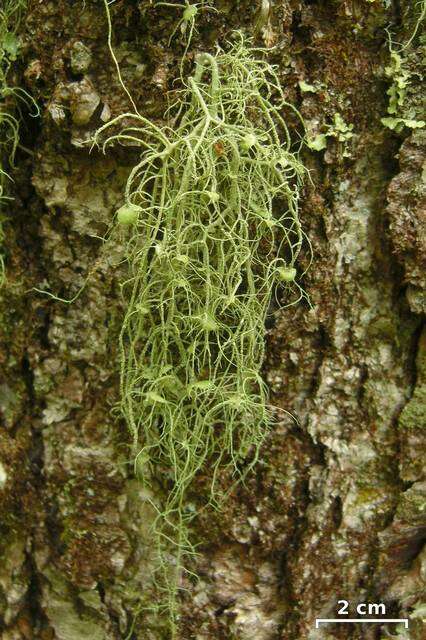 Image of Beard Lichen