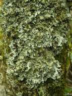 Image of Ruffle lichens