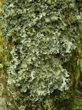 Image of Ruffle lichens