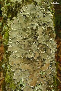 Image of felt lichen