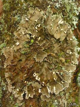 Image of felt lichen