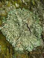 Image of Blue Ridge shield lichen