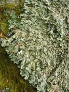 Image of Blue Ridge shield lichen