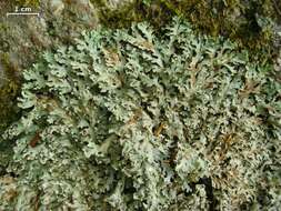 Image of Blue Ridge shield lichen