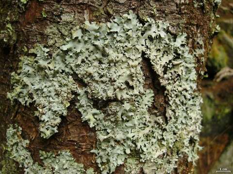 Image of hypotrachyna lichen