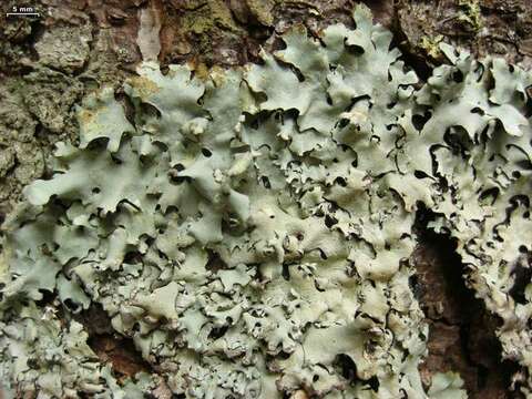 Image of hypotrachyna lichen