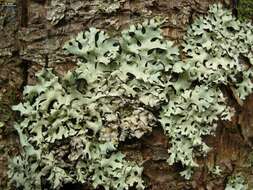 Image of hypotrachyna lichen