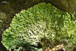 Image of honeycombed lichen