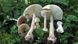 Image of Cleft-footed Amanita