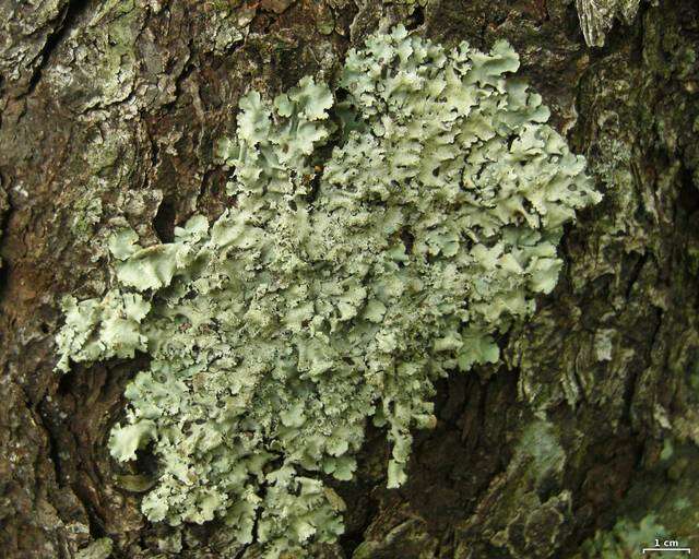 Image of Ruffle lichens