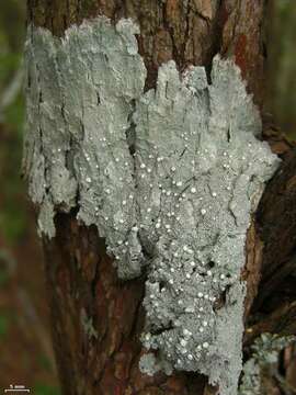 Image of pore lichen