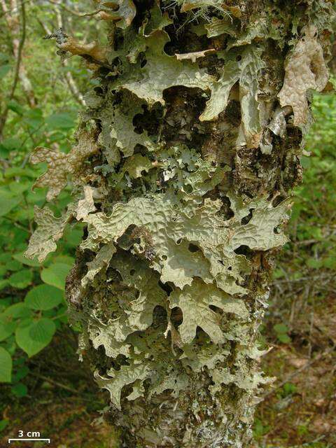 Image of lung lichen