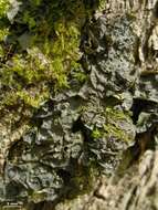 Image of skin lichen