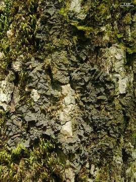 Image of skin lichen