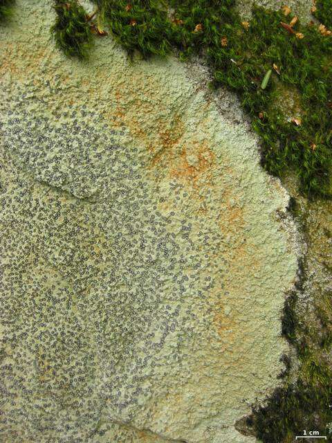 Image of porpidia lichen