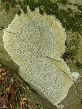 Image of porpidia lichen