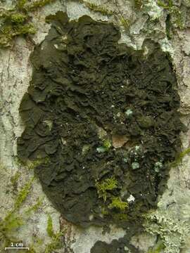 Collema furfuraceum (Arnold) Du Rietz resmi