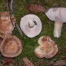 Image of Russula crassotunicata Singer 1938