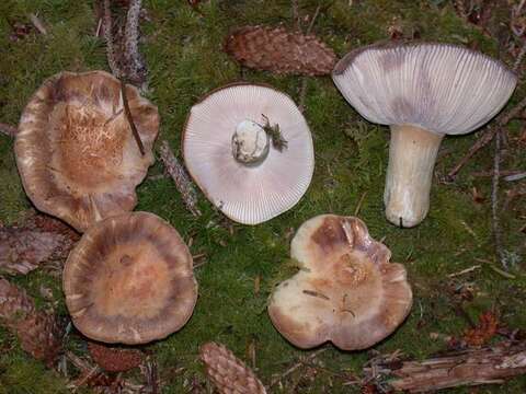 Sivun Russula crassotunicata Singer 1938 kuva