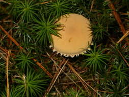 Image of Cystoderma