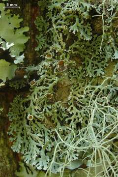 Image of anzia lichen