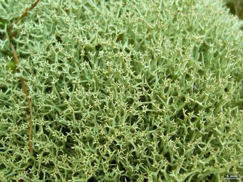 Image of Thorn cladonia