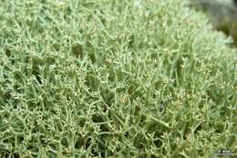 Image of Thorn cladonia