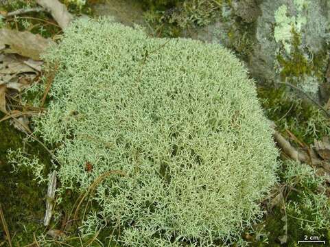 Image of Thorn cladonia