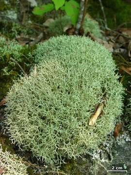 Image of Thorn cladonia