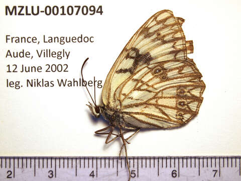 Image of Melanargia occitanica