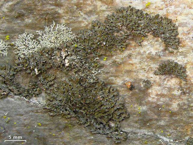 Image of melanelia lichen