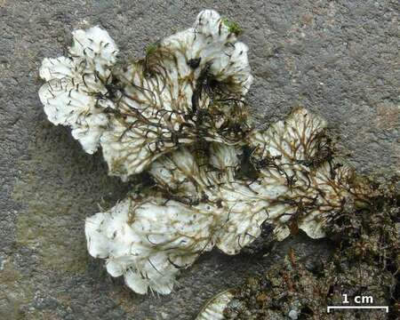 Image of Evans' felt lichen