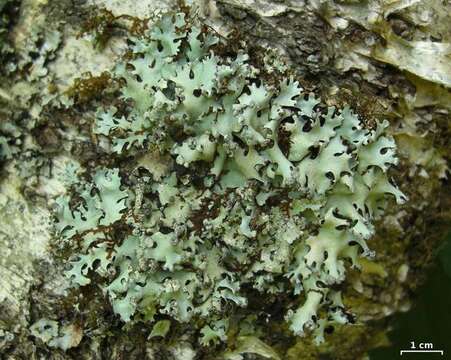 Image of hypotrachyna lichen