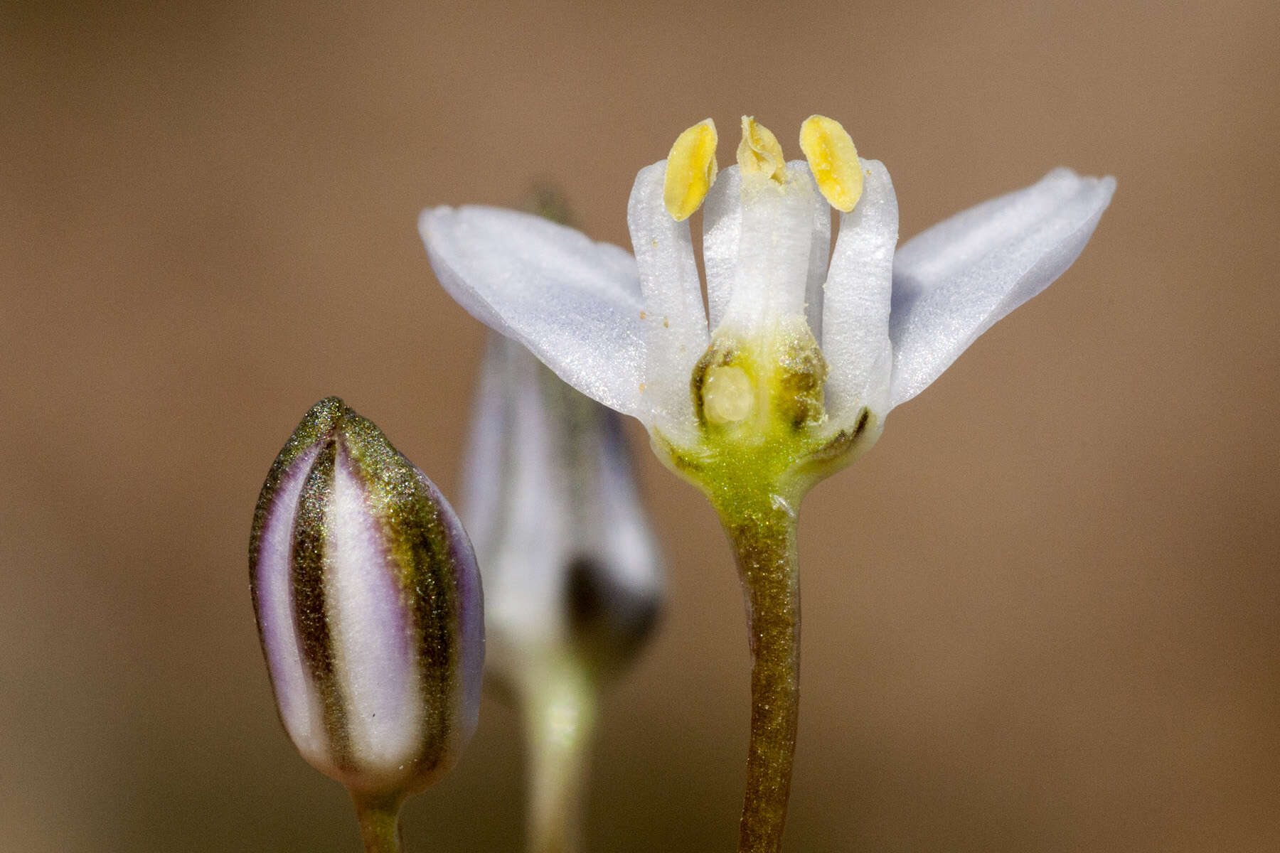 Image of Muilla lordsburgana