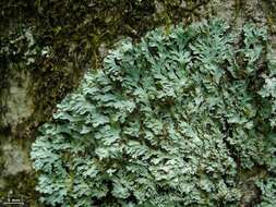 Image of shield lichen