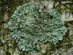 Image of shield lichen