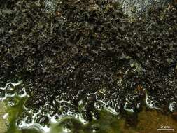 Image of hydrothyria lichen