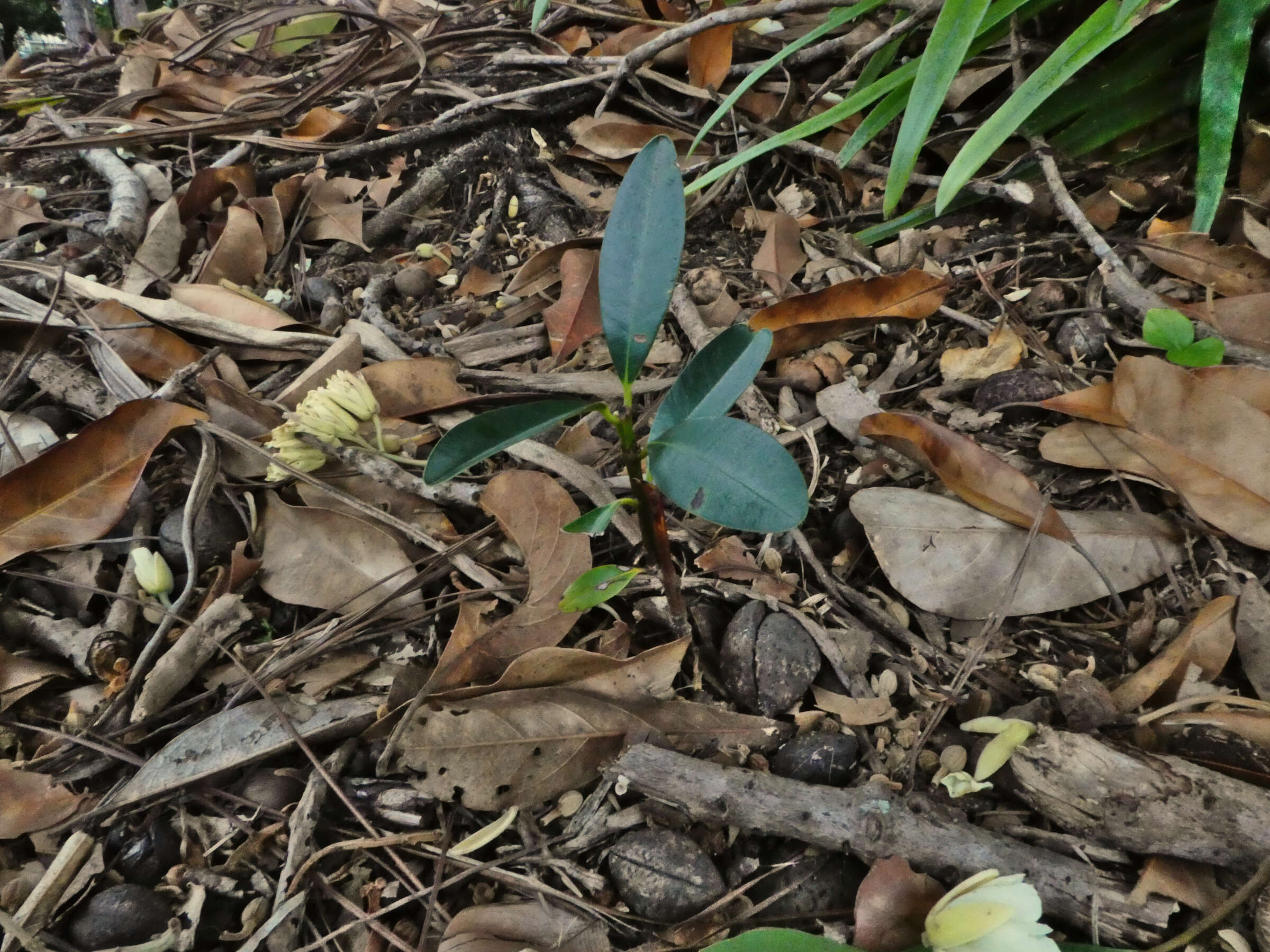 Image of Elaeocarpus bancroftii F. Müll. & Bailey