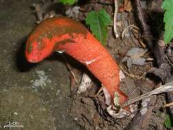 Image of Elegant stinkhorn