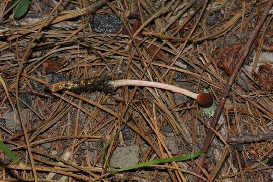 Слика од Ophiocordyceps gracilioides (Kobayasi) G. H. Sung, J. M. Sung, Hywel-Jones & Spatafora 2007