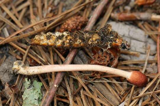 Image of Ophiocordyceps gracilioides (Kobayasi) G. H. Sung, J. M. Sung, Hywel-Jones & Spatafora 2007