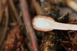 Image of Ophiocordyceps gracilioides (Kobayasi) G. H. Sung, J. M. Sung, Hywel-Jones & Spatafora 2007