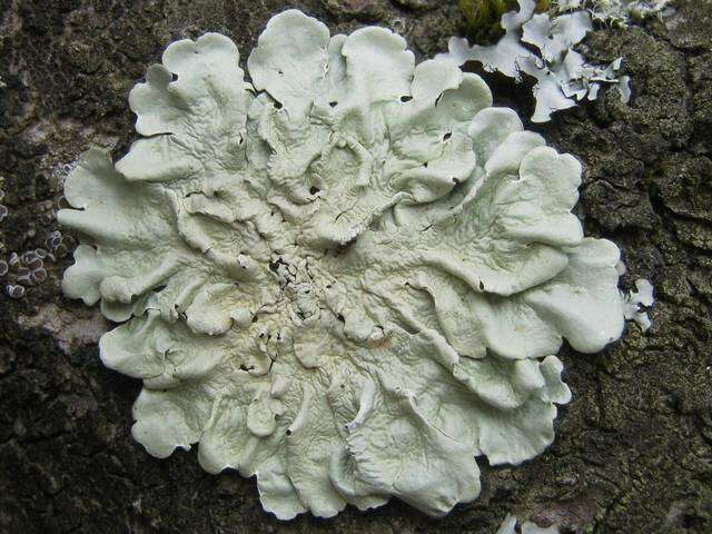 Image of flavoparmelia lichen