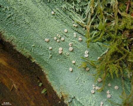 Image of water lichens, whiteworm lichens, and allies