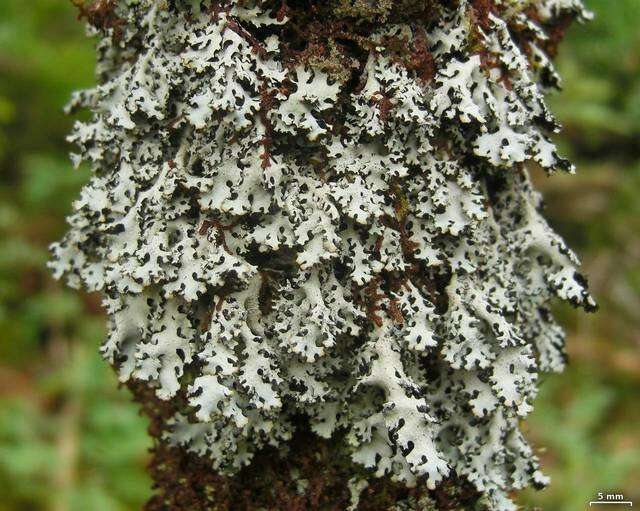 Image of Virginia hypotrachyna lichen