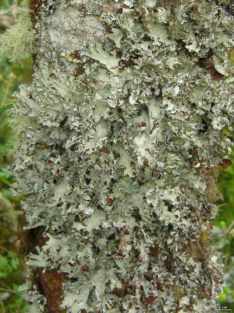 Image of Tuckerman's ragged lichen